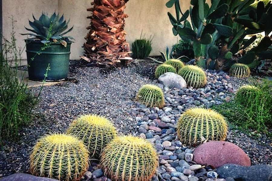 Aménagement extérieur jardin composé de cactus boules dorés et de galets décoratifs.