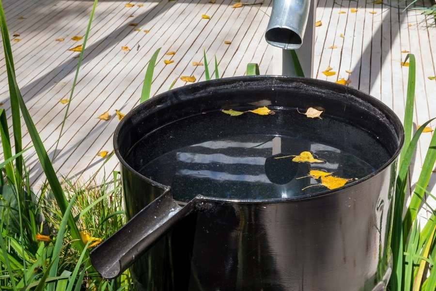 Un récupérateur d'eau de pluie noir en métal collecte l'eau qui s'écoule d'une gouttière dans un jardin.